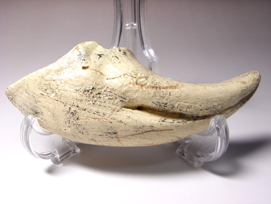 2002年に発見された本物化石を正確に象ったコレクションアイテム、通称アジアン・t-rex:タルボサウルスの後肢の爪のレプリカ (その2)