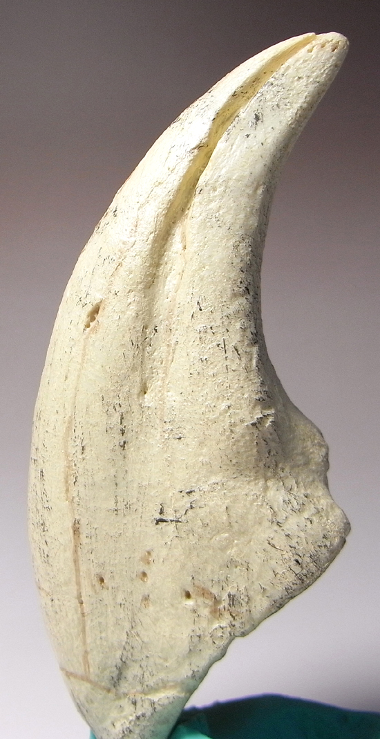 2002年に発見された本物化石を正確に象ったコレクションアイテム、通称アジアン・t-rex:タルボサウルスの後肢の爪のレプリカ (その3)
