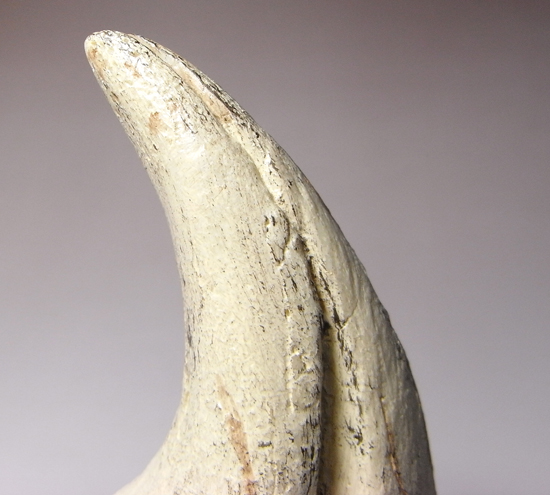 2002年に発見された本物化石を正確に象ったコレクションアイテム、通称アジアン・t-rex:タルボサウルスの後肢の爪のレプリカ (その5)