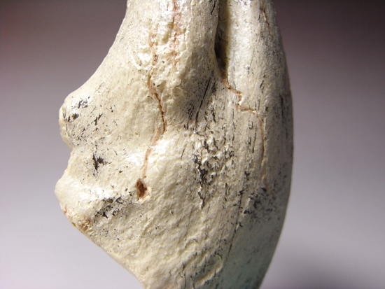 2002年に発見された本物化石を正確に象ったコレクションアイテム、通称アジアン・t-rex:タルボサウルスの後肢の爪のレプリカ (その6)