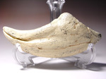 2002年に発見された本物化石を正確に象ったコレクションアイテム、通称アジアン・t-rex：タルボサウルスの後肢の爪のレプリカ 