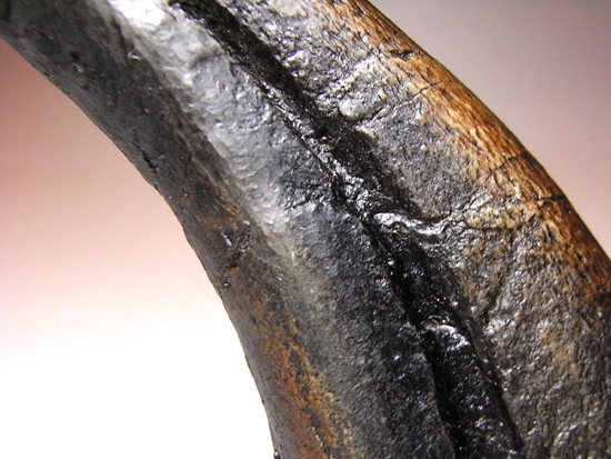 ジュラ紀の地上最強：アロサウルスの巨大かぎ爪のレプリカ （その7）