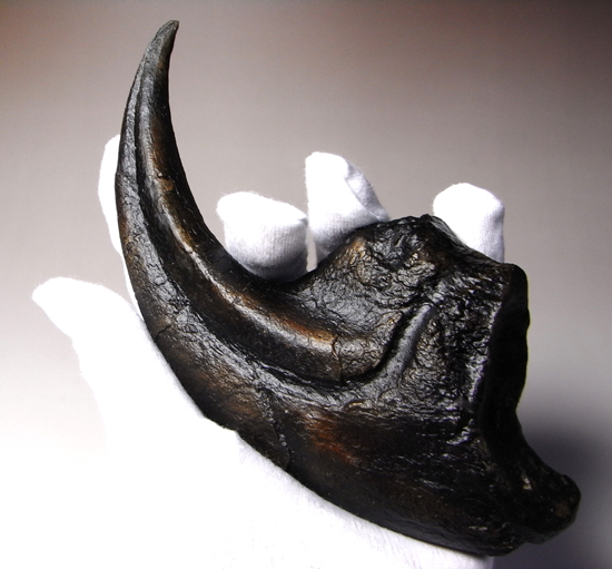 ジュラ紀の地上最強：アロサウルスの巨大かぎ爪のレプリカ （その9）