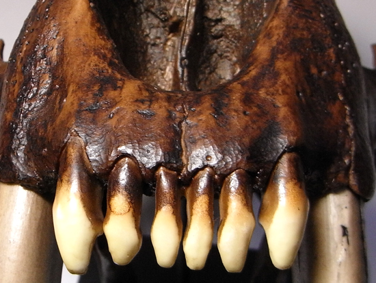 恐竜没後の百獣の王:サーベルタイガーのレプリカ(アンティークフィニッシュバージョン)(その11)