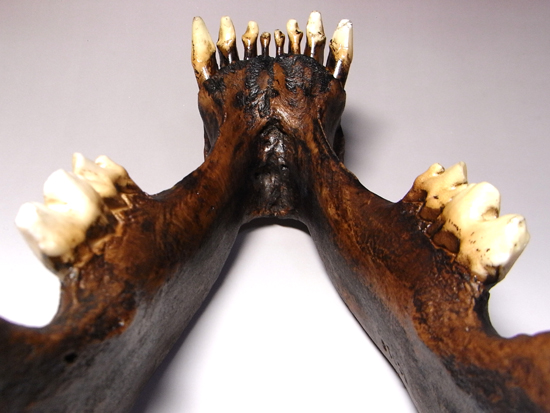 恐竜没後の百獣の王:サーベルタイガーのレプリカ(アンティークフィニッシュバージョン)(その13)