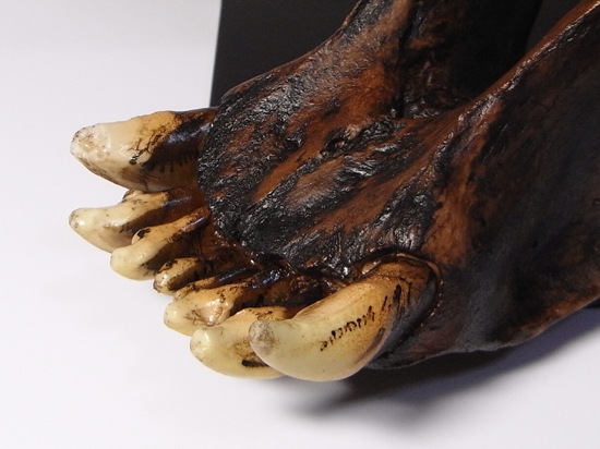 恐竜没後の百獣の王:サーベルタイガーのレプリカ(アンティークフィニッシュバージョン)(その6)