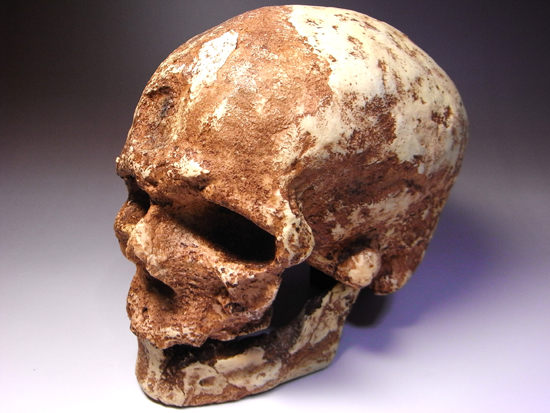 1868年に発掘されたクロマニヨン1の完全コピー:クロマニヨン人のレプリカ(その1)
