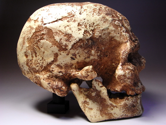 1868年に発掘されたクロマニヨン1の完全コピー:クロマニヨン人のレプリカ(その10)