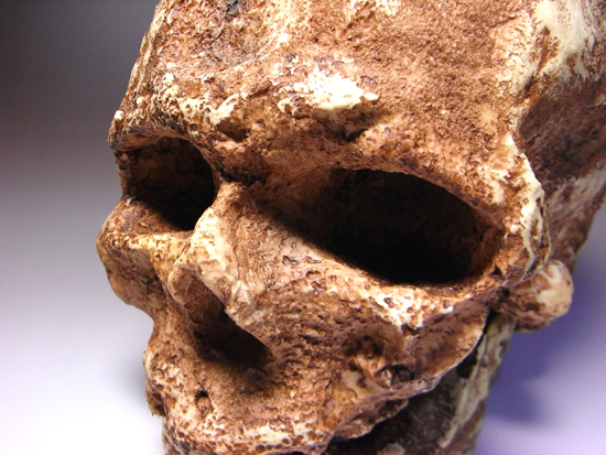 1868年に発掘されたクロマニヨン1の完全コピー:クロマニヨン人のレプリカ(その3)