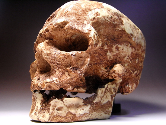 1868年に発掘されたクロマニヨン1の完全コピー:クロマニヨン人のレプリカ(その4)