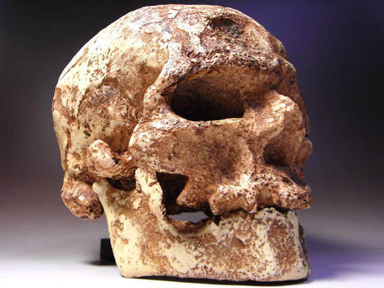 1868年に発掘されたクロマニヨン1の完全コピー:クロマニヨン人のレプリカ(その5)