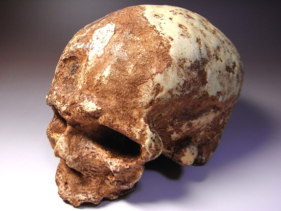 1868年に発掘されたクロマニヨン1の完全コピー:クロマニヨン人のレプリカ(その7)