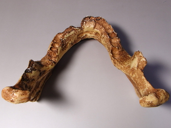 1868年に発掘されたクロマニヨン1の完全コピー:クロマニヨン人のレプリカ(その8)
