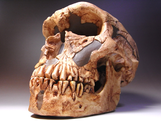 1909年に発掘されたラフェラシー1の完全コピー:ネアンデルタール人のレプリカ(その4)