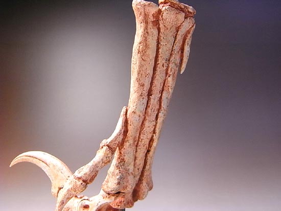 ヴェロキラプトルの右足のレプリカ（その12）