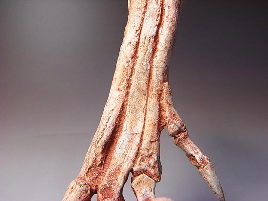 ヴェロキラプトルの右足のレプリカ（その14）