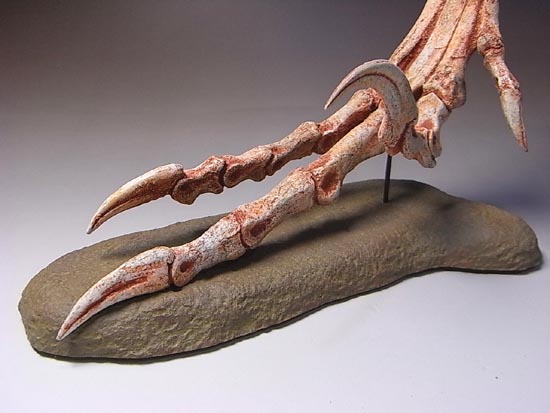 ヴェロキラプトルの右足のレプリカ（その2）