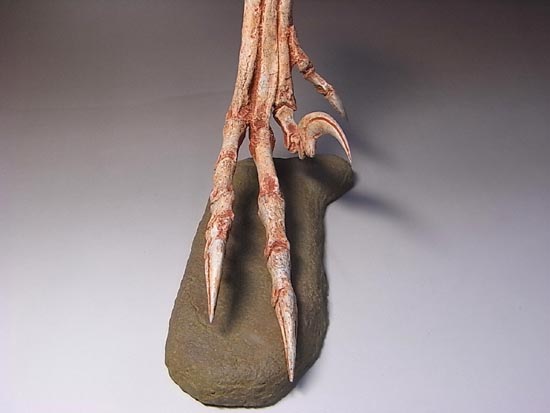 ヴェロキラプトルの右足のレプリカ（その6）