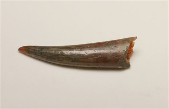 フライングモンスター!8000万年前の翼竜アンハングエラの歯化石(Anhanguera)(その2)