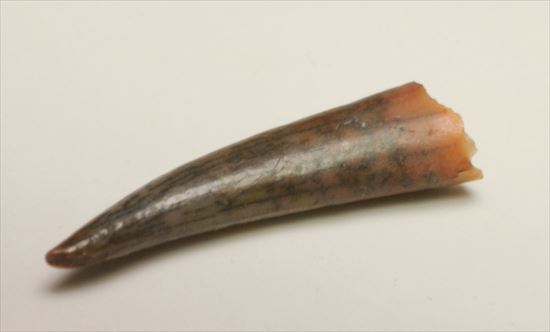 フライングモンスター!8000万年前の翼竜アンハングエラの歯化石(Anhanguera)(その3)