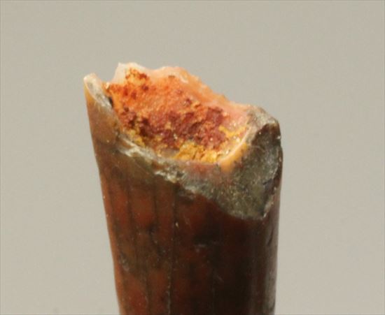 フライングモンスター!8000万年前の翼竜アンハングエラの歯化石(Anhanguera)(その4)
