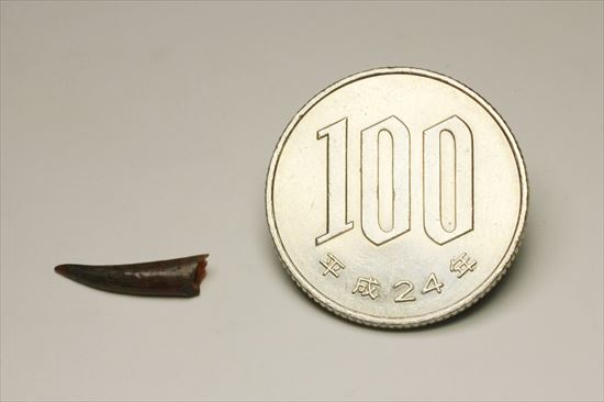 フライングモンスター!8000万年前の翼竜アンハングエラの歯化石(Anhanguera)(その6)