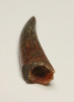 フライングモンスター！8000万年前の翼竜アンハングエラの歯化石(Anhanguera)