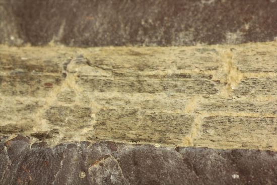トクサ類が大繁栄した石炭紀のヘビー級植物ノジュール化石（その10）