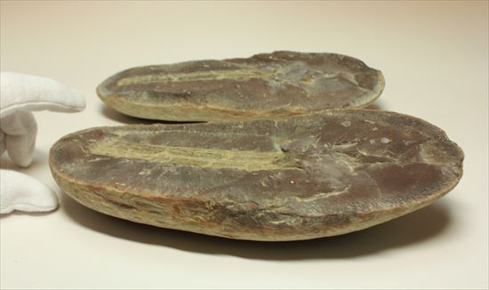 トクサ類が大繁栄した石炭紀のヘビー級植物ノジュール化石（その11）