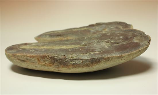 トクサ類が大繁栄した石炭紀のヘビー級植物ノジュール化石(その12)