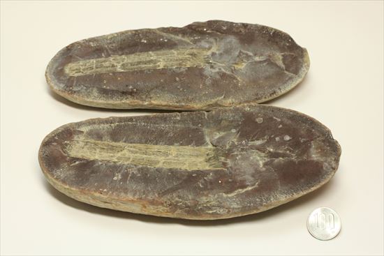 トクサ類が大繁栄した石炭紀のヘビー級植物ノジュール化石（その13）