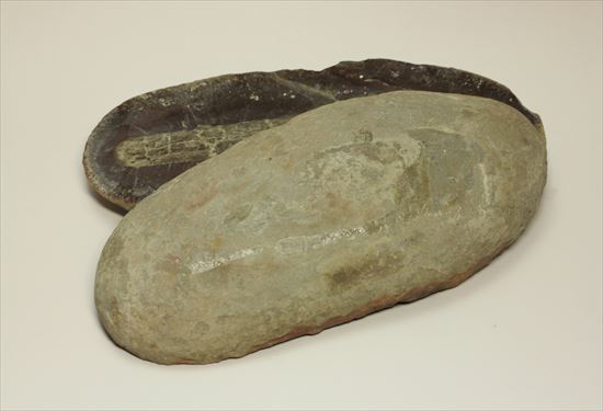 トクサ類が大繁栄した石炭紀のヘビー級植物ノジュール化石（その3）