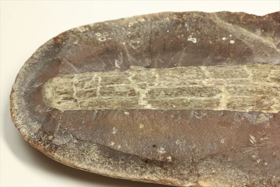 トクサ類が大繁栄した石炭紀のヘビー級植物ノジュール化石（その4）