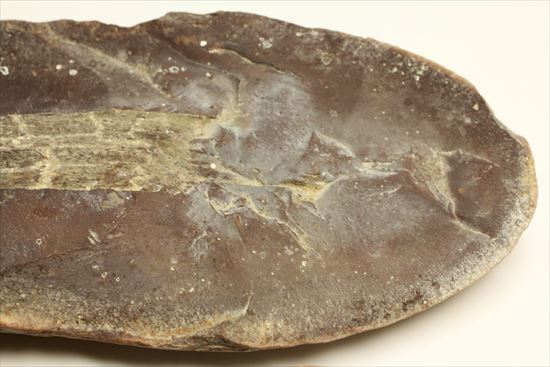 トクサ類が大繁栄した石炭紀のヘビー級植物ノジュール化石（その5）