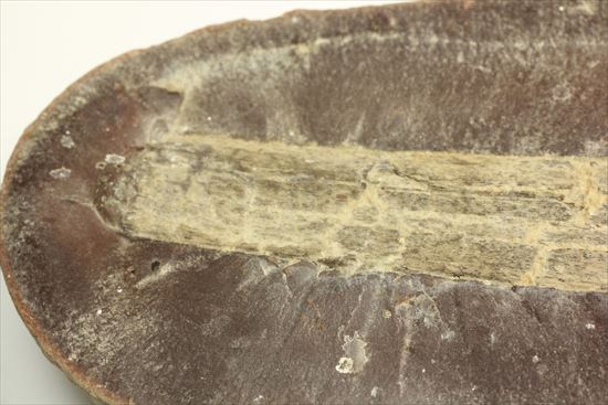 トクサ類が大繁栄した石炭紀のヘビー級植物ノジュール化石（その7）