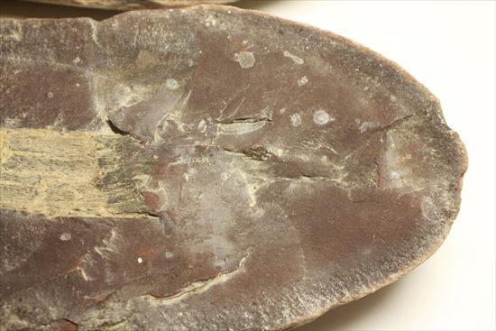 トクサ類が大繁栄した石炭紀のヘビー級植物ノジュール化石(その8)