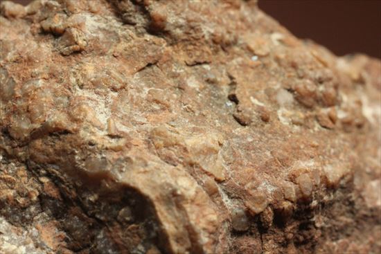 草食恐竜のウンチ化石を手にしてみませんか？コプロライト化石（coprolite）（その2）