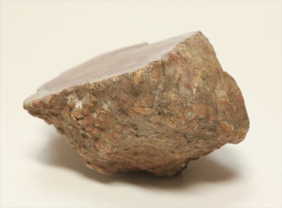 草食恐竜のウンチ化石を手にしてみませんか？コプロライト化石（coprolite）（その6）