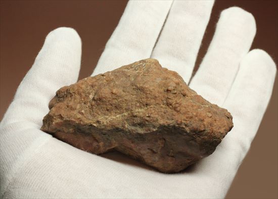 草食恐竜のウンチ化石を手にしてみませんか？コプロライト化石（coprolite）（その8）