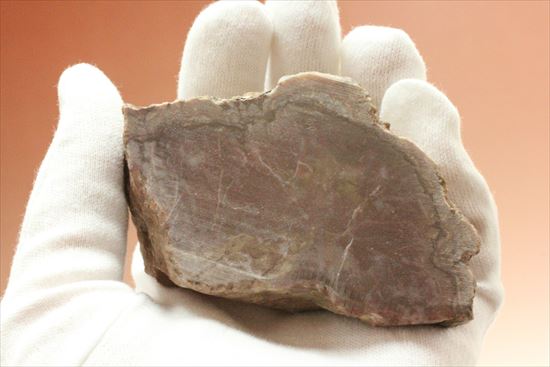 草食恐竜のウンチ化石を手にしてみませんか？コプロライト化石（coprolite）（その9）