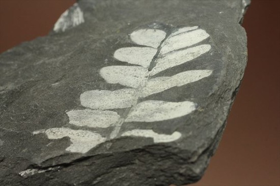 昆虫と植物の世界、石炭紀のシダ植物化石（両面見られる）（その1）