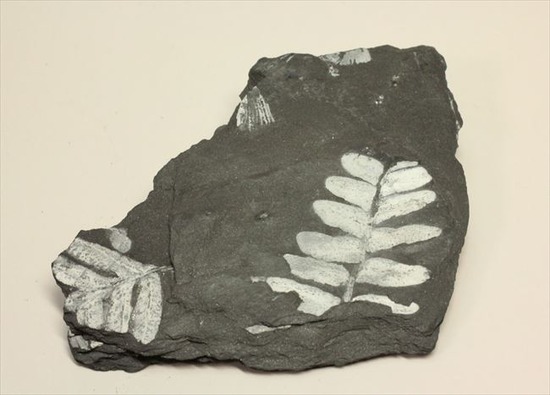 昆虫と植物の世界、石炭紀のシダ植物化石（両面見られる）（その11）