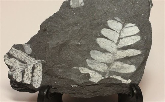 昆虫と植物の世界、石炭紀のシダ植物化石（両面見られる）（その3）