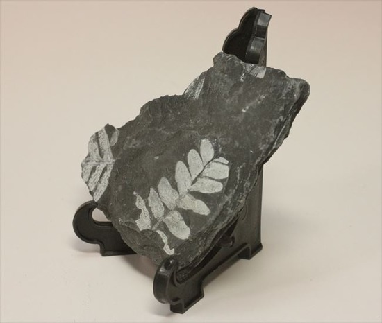 昆虫と植物の世界、石炭紀のシダ植物化石（両面見られる） 化石 販売