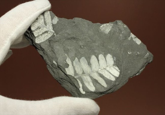 昆虫と植物の世界、石炭紀のシダ植物化石（両面見られる） 化石 販売