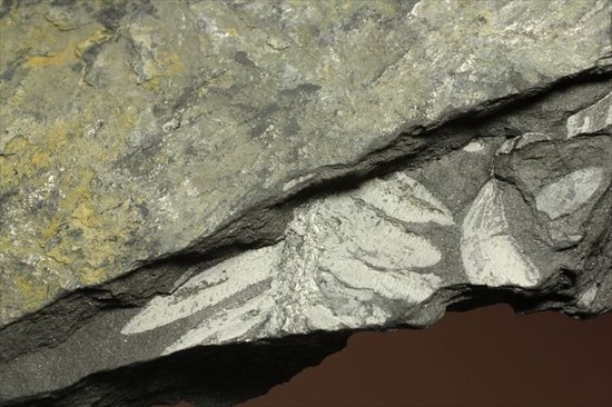 昆虫と植物の世界、石炭紀のシダ植物化石（両面見られる） 化石 販売