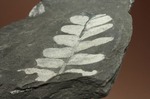 昆虫と植物の世界、石炭紀のシダ植物化石（両面見られる）