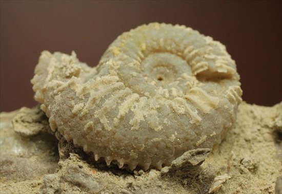 乳白色が優美な、フランス産アンモナイト(Ammonite)（その1）