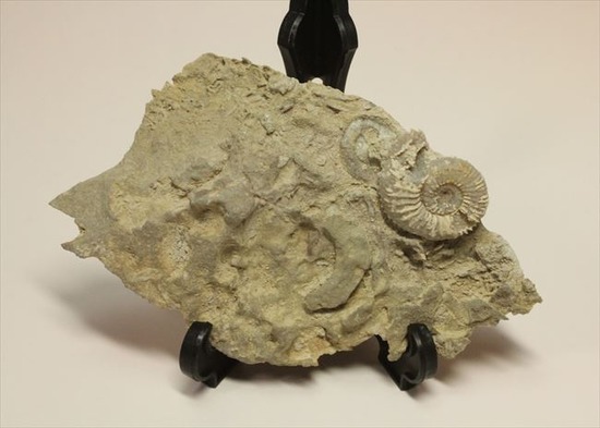 乳白色が優美な、フランス産アンモナイト(Ammonite)（その2）