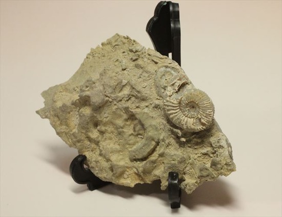 乳白色が優美な、フランス産アンモナイト(Ammonite)（その3）